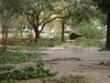 A view just south of Farish Hall, looking towards the fountains. Look at the tree that was pushed over by the wind. There are trees like that in many places. (image: Michael Rapp)