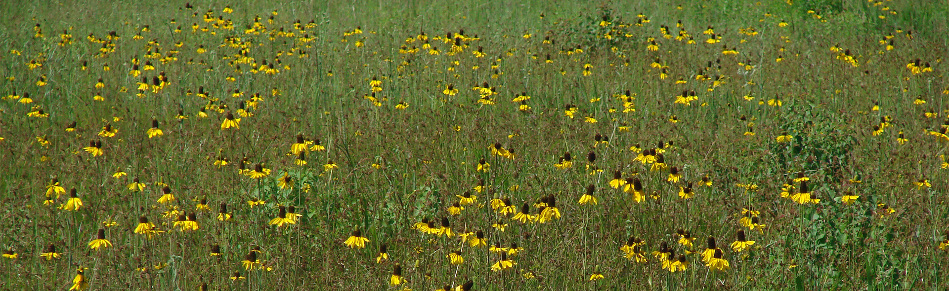 Texas coneflower (Rudbeckia texana).