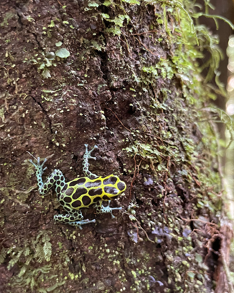 Ranitomeya Variabilis Frog
