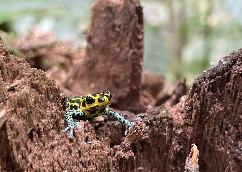 Ranitomeya Imitator Frogs